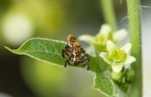 Goniglossum wiedemanni